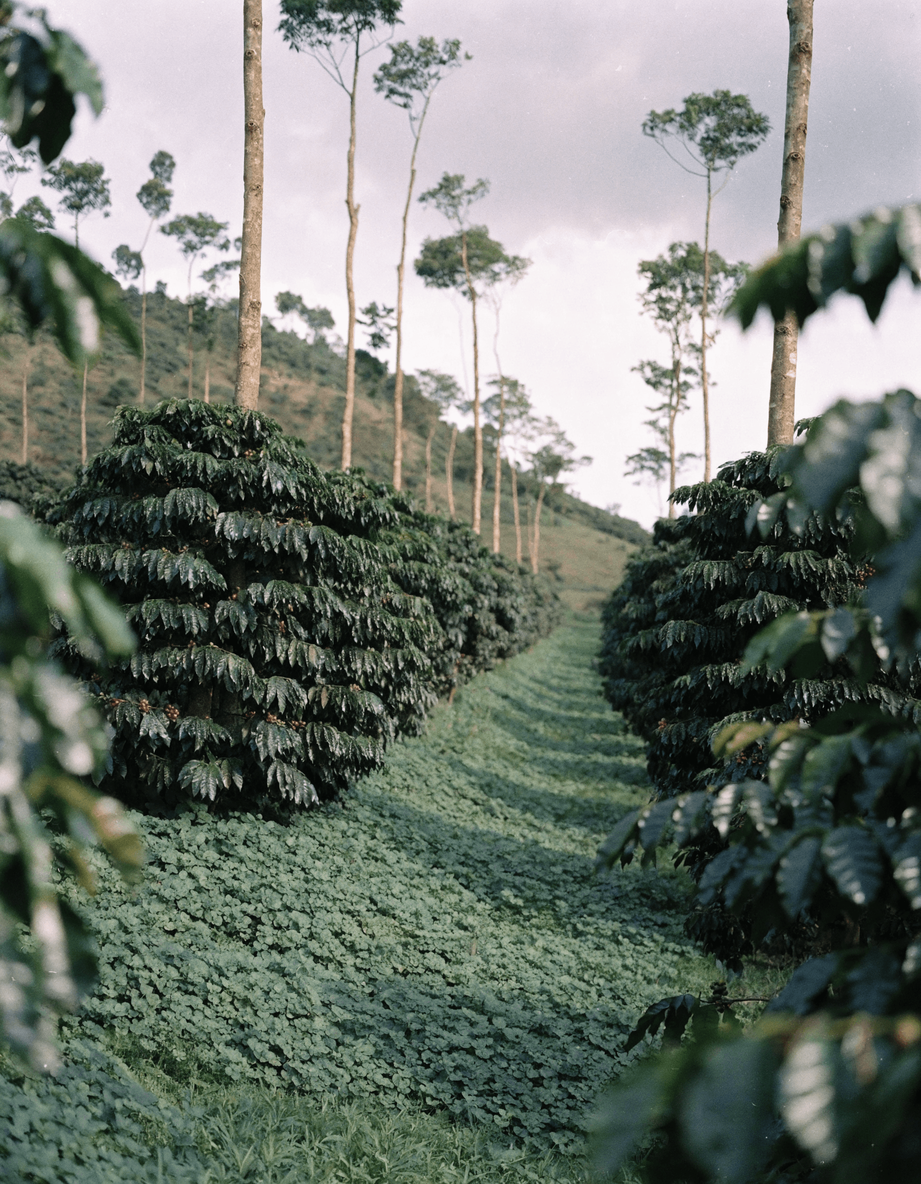 Cafetal sano con árboles de sombra y suelo cubierto